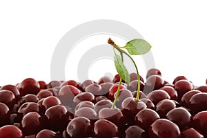 Red-ripe cherry