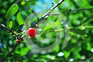 Red ripe cherry berries on branch with green leaves