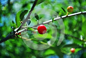 Red ripe cherry berries on branch with green leaves, blurry background