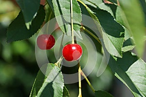Red ripe cherry berries on a tree branch with green leaves