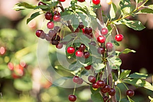 Red ripe cherry on a branch of a tree