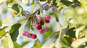 Red ripe cherry on a branch of a tree