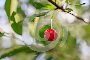 Red ripe cherry on a branch of a tree