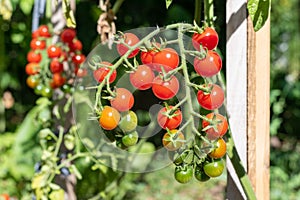 Red ripe cherry tomatoes in the garden.