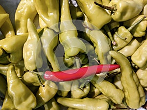 red ripe chili among plenty of green bell pepper chilies