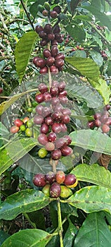 Red ripe coffee beans, cattura coffee, geisha coffee, Boquete Panama