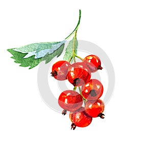 Red ripe currant with green leaf, summer sweet berry, close-up, package design element, organic vegetarian food, hand