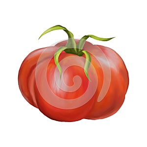 Red ripe fleshy tomato. Digital illustration on a white background. Applicable for packaging design, postcards, prints, textiles