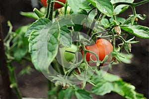 Red ripe fresh tomato on a bush in a greenhouse
