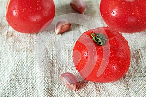 Red ripe fresh tomatoes with water drops and garlic cloves on sackcloth