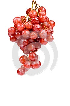 Red ripe grape with drops of water