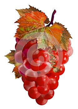 Red ripe grapes with beautiful red-green leaves isolated on background.
