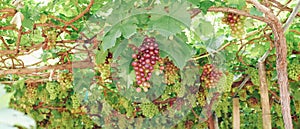 Red ripe grapes with green grape leaves growing on grapevines in the vineyard ready to harvest