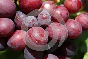 Red ripe grapes. Large berries of ripe grapes. Macro photography of grape close-up.