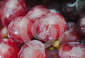 Red ripe grapes. Macro photo