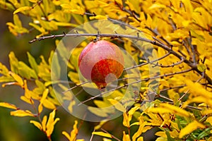 Red ripe juicy pomegranate fruit on tree ready to harvest