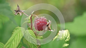 Red ripe juicy raspberries in the garden, a large sweet raspberry berry. Raspberry harvest. tasty berry on the branch