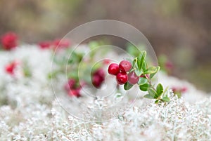 Red ripe lingonberry or cowberry on natural forest background