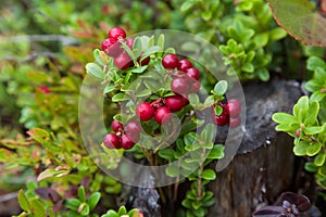 Red ripe lingonberry on natural forest background