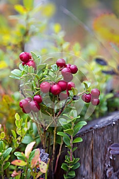 Red ripe lingonberry on natural forest background in fall season, vertical