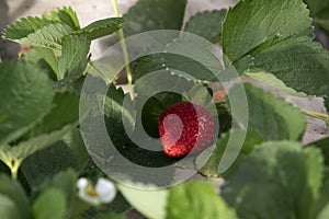 Red ripe organic strawberries growing in garden.