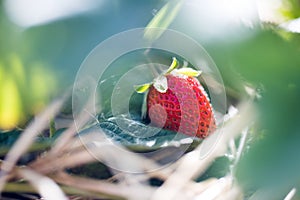 Red ripe organic strawberry on an agriculture field