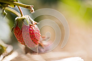 Red ripe organic strawberry on an agriculture field