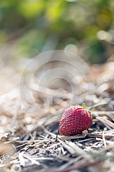 Red ripe organic strawberry on an agriculture field