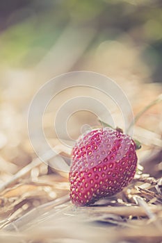 Red ripe organic strawberry on an agriculture field