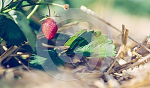 Red ripe organic strawberry on an agriculture field