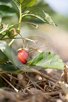 Red ripe organic strawberry on an agriculture field