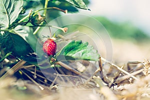 Red ripe organic strawberry on an agriculture field