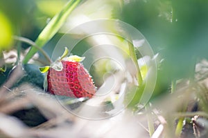 Red ripe organic strawberry on an agriculture field