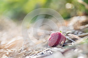 Red ripe organic strawberry on an agriculture field