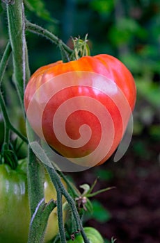 red ripe oxheart heirloom tomatoes growing on a branch in kitchen garden