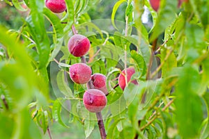 Red ripe peaches hang on a tree branch. Fruit growing and harvesting