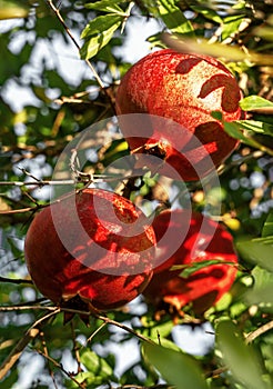 Red ripe pomegranate fruit hanging on a sunlit tree. Selective soft focus.