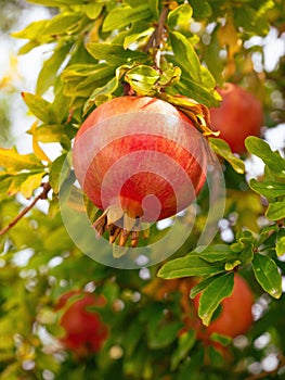 Red ripe pomegranate fruit (Punica granatum) grow on tree branch.