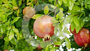 Red ripe pomegranate fruit (Punica granatum) grow on tree branch in 4K VIDEO.