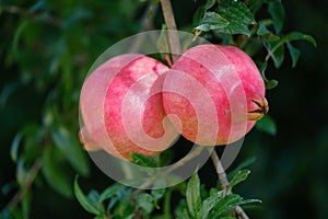 Red ripe pomegranate fruit on tree