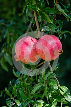 Red ripe pomegranate fruit on tree