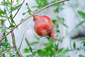 Red ripe pomegranate fruit on tree