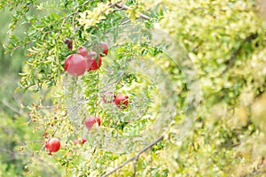 Red ripe pomegranate fruit on tree branch in the garden.