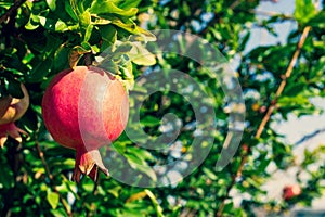 Red ripe pomegranate fruit on tree branch in the garden