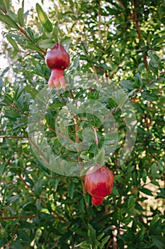 Red ripe pomegranate fruit on a tree branch in the garden. Colorful image with place for text, close up