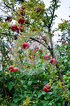 Red ripe pomegranate fruits grow on pomegranate tree in garden. Punica granatum fruit. c