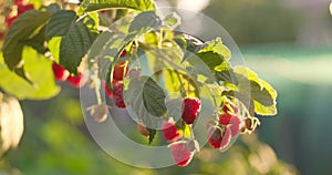 Red ripe raspberries on a branch of a raspberry bush in the summer.