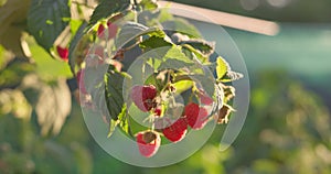 Red ripe raspberries on a branch of a raspberry bush in the summer.