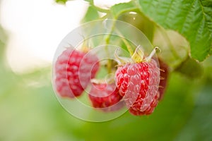 Red Ripe Raspberries Growing in the Garden