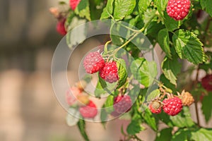 Red ripe raspberry